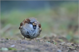 <p>VRABEC DOMÁCÍ (Passer domesticus) /House sparrow - Haussperling/</p>
